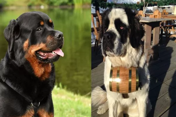 rottweiler vs saint bernard exercise