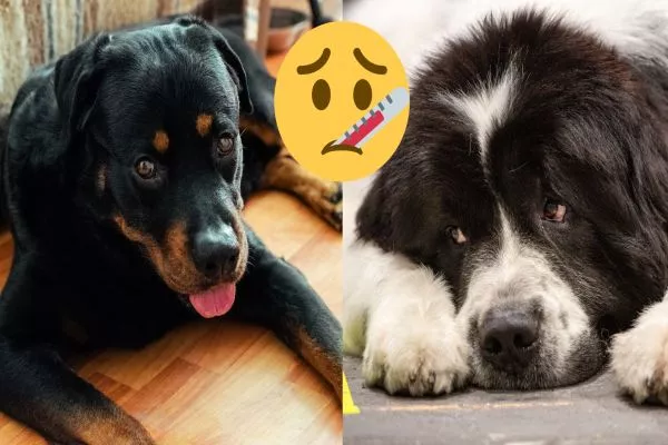 rottweiler vs saint bernard health issues