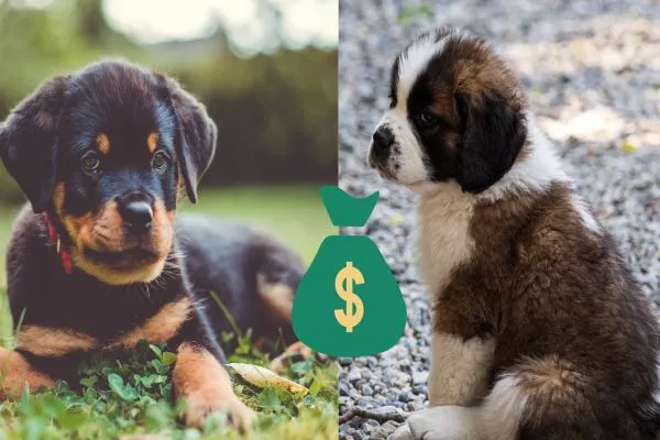 rottweiler vs saint bernard price